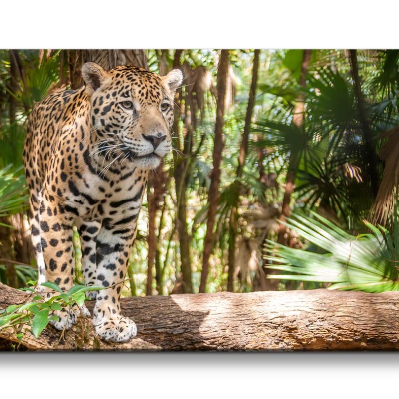 Leinwandbild 120x60cm Jaguar Raubkatze schönes Tier Katze Wild Dschungel