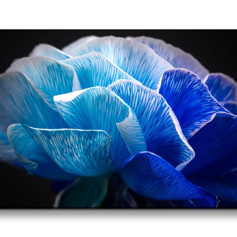 Leinwandbild 120x60cm Blaue Blume Blüte Makrofotografie Kunstvoll Fine Art