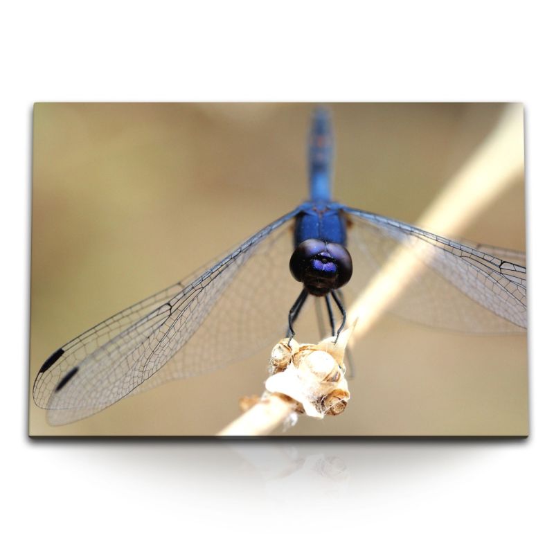 120x80cm Wandbild auf Leinwand Blau Libelle Makrofotografie Natur Fotokunst