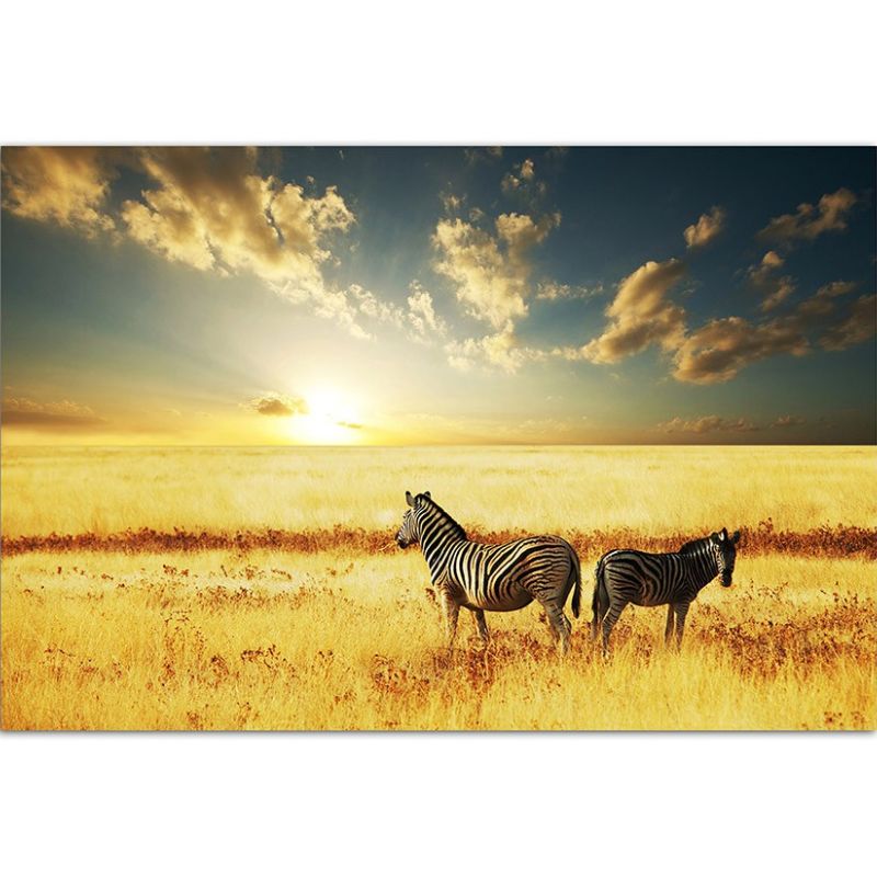 120x80cm Wildnis Wiese Zebra Sonnenuntergang