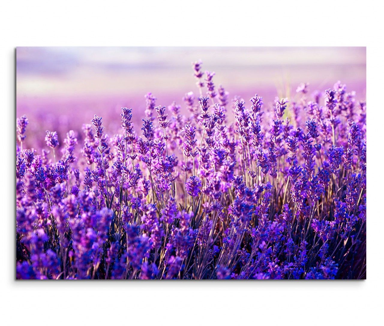 120x80cm Wandbild Lavendelfeld Sommer