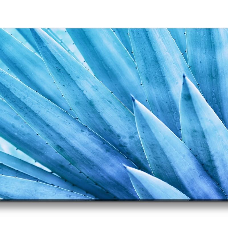 Leinwandbild 120x60cm Aloe Vera Pflanze Kunstvoll Nahaufnahme Dekorativ Blau