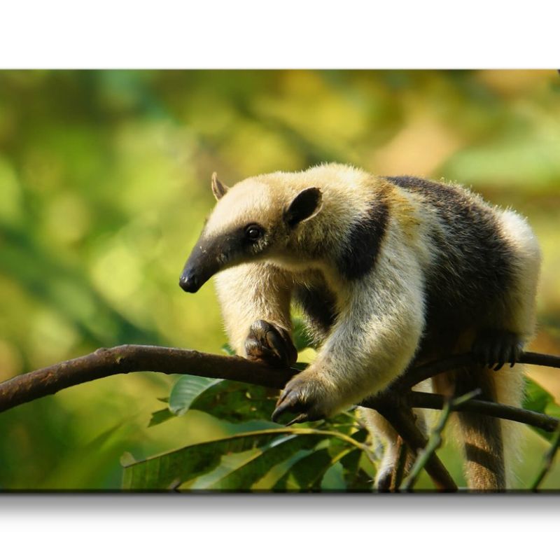 Leinwandbild 120x60cm Ameisenbär im Baum Natur Tierfotografie Grün