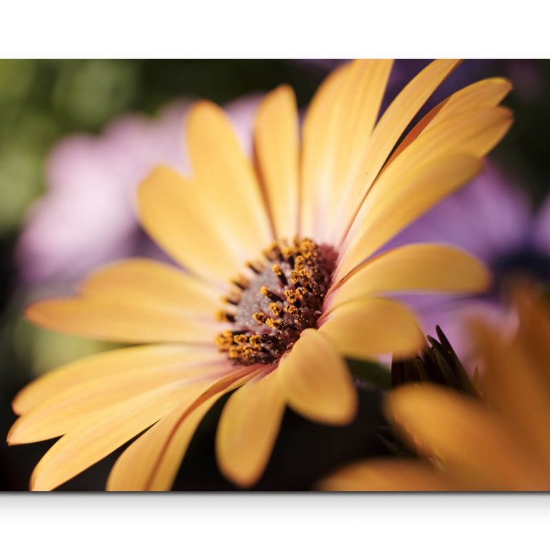 Gelbes Gänseblümchen  Fotografie – Leinwandbild