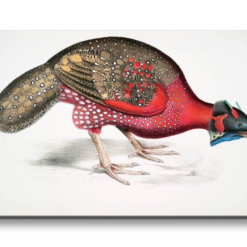 Remaster 120x60cm Alte Illustration Zoologie Bengal Horned Pheasant Prachtvolle Vogel