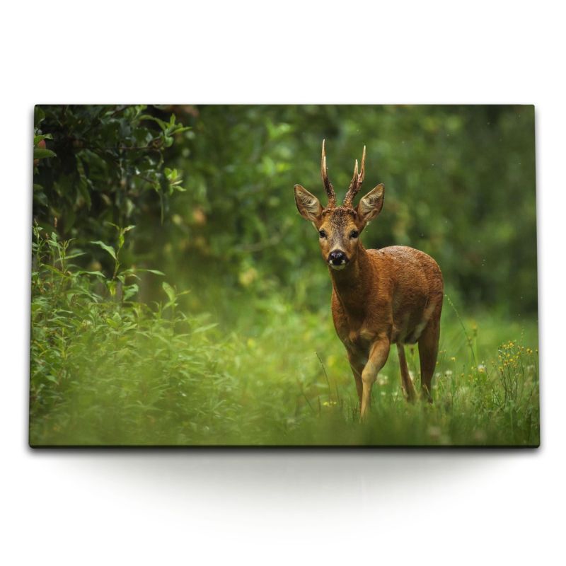 120x80cm Wandbild auf Leinwand Junger Hirsch im Wald Natur Grün Tierfotografie