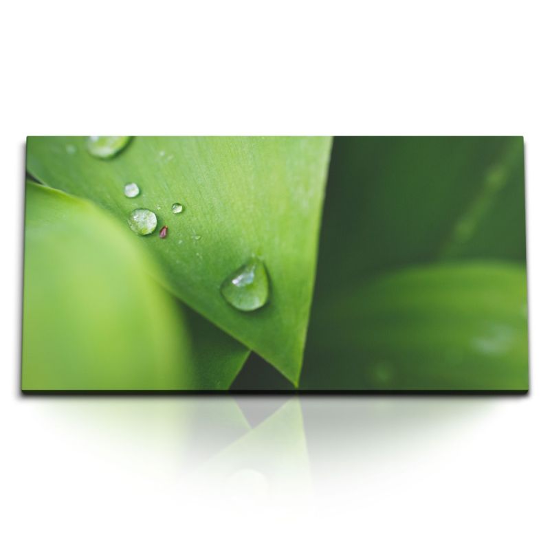 Kunstdruck Bilder 120x60cm Makrofotografie grüne Pflanze Natur Wassertropfen Regentropfen