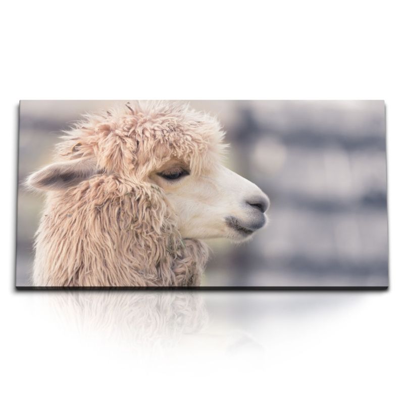 Kunstdruck Bilder 120x60cm Lama Tierfotografie Natur Lamakopf Südamerika