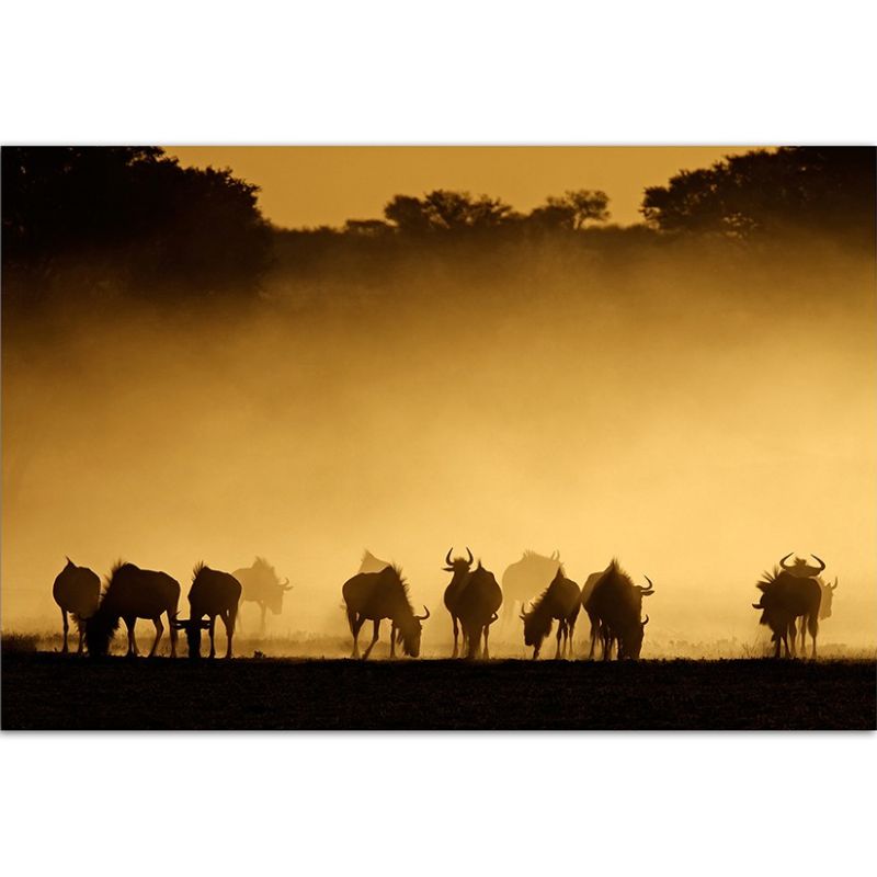 120x80cm Gnus Dunst Sonnenuntergang Kalahari