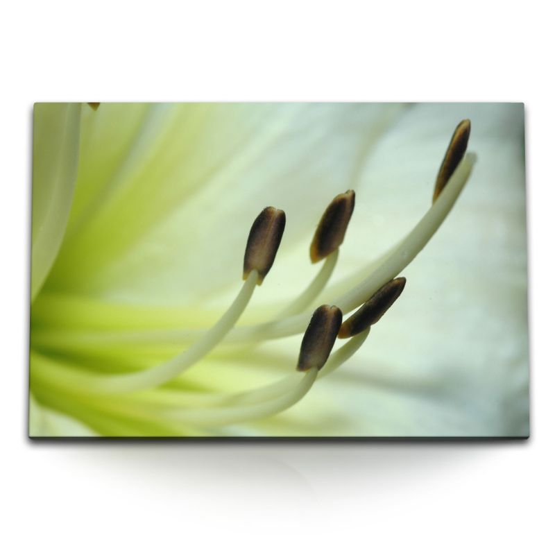 120x80cm Wandbild auf Leinwand Blume Blüte Makrofotografie Grün Hell Orchidee