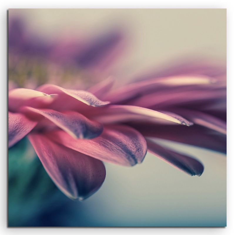 Naturfotografie –  Gerbera blumen Nahaufnahme auf Leinwand