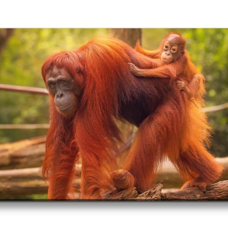 Leinwandbild 120x60cm Orang-Utan mit Baby Süß Äffchen Natur Dschungel