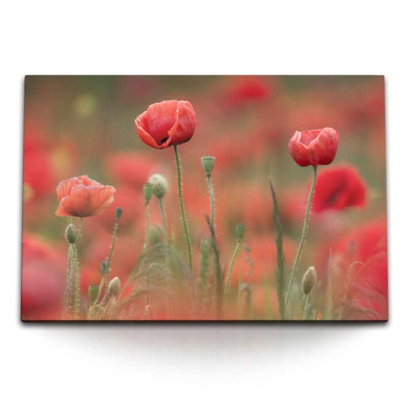 120x80cm Wandbild auf Leinwand Mohnblumen rote Blumen Feldblumen Natur