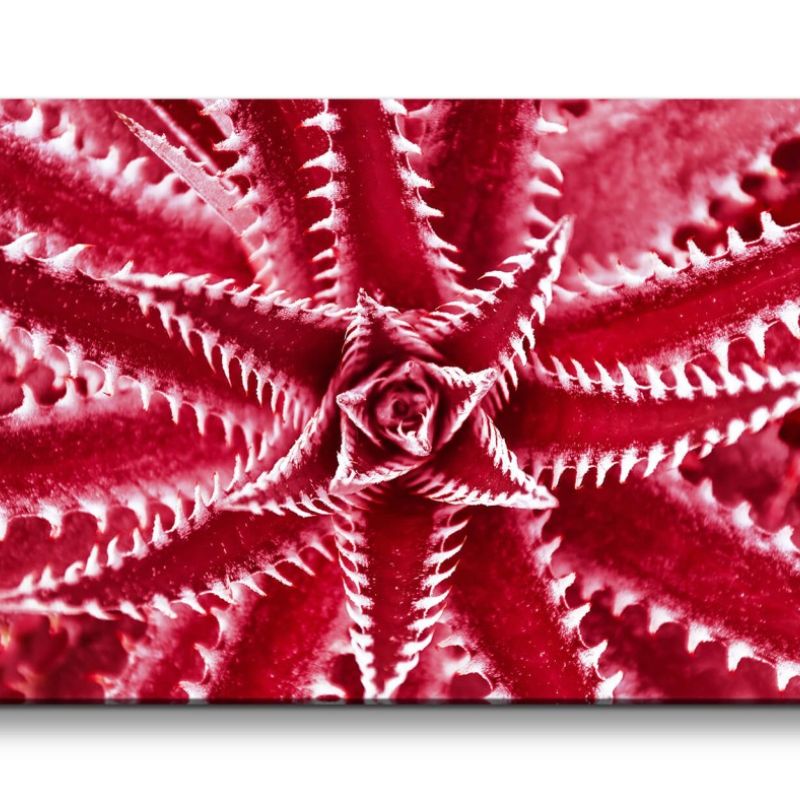 Leinwandbild 120x60cm Rote Pflanze Stacheln Fotokunst Dekorativ Nahaufnahme