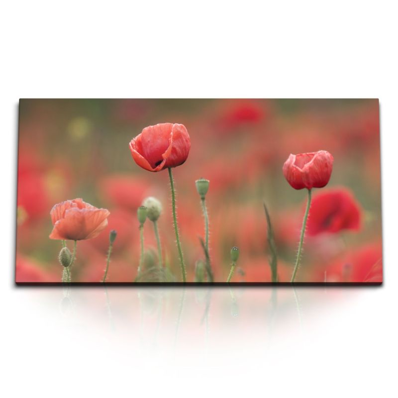 Kunstdruck Bilder 120x60cm Mohnblumen rote Blumen Feldblumen Natur