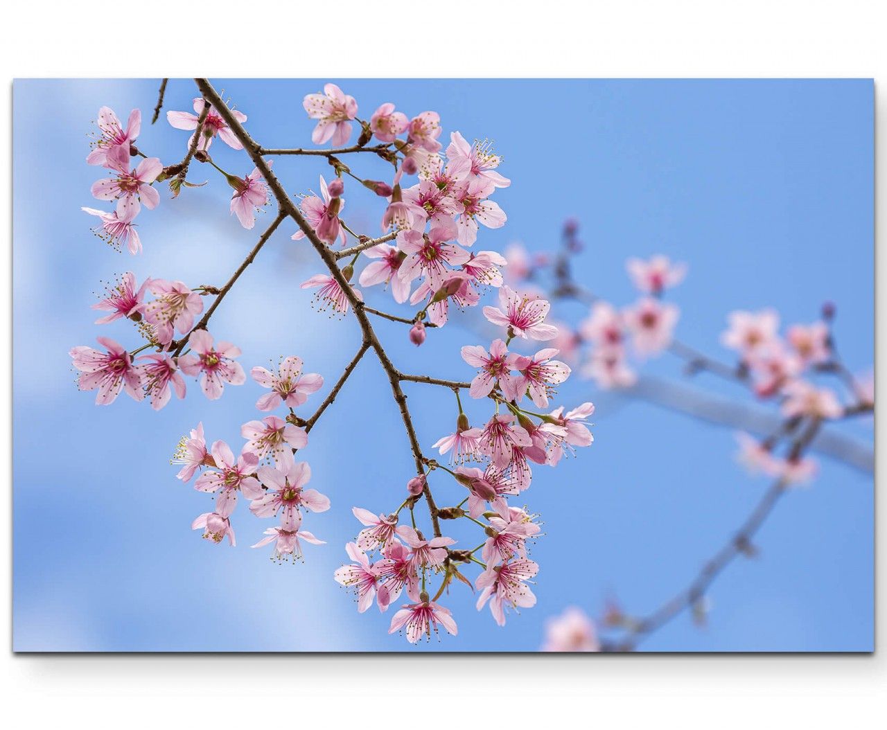 Pinke Frühlingsblüten – Leinwandbild