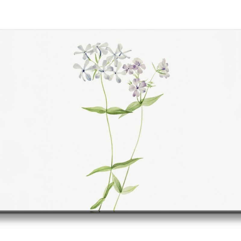 Remaster 120x60cm Botanische Vintage Illustration Flammenblume Minimalistisch Dekorativ