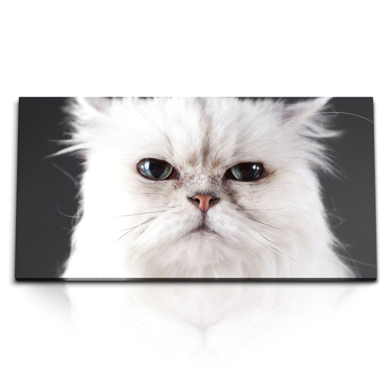 Kunstdruck Bilder 120x60cm Lustige Katze Kater Weiß Tierfotografie Hauskatze