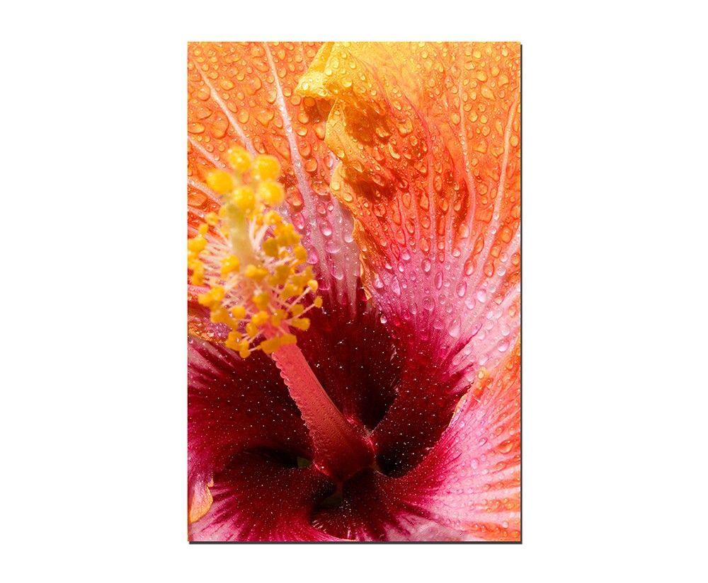 120x60cm Hibiskusblüte Wassertropfen makro