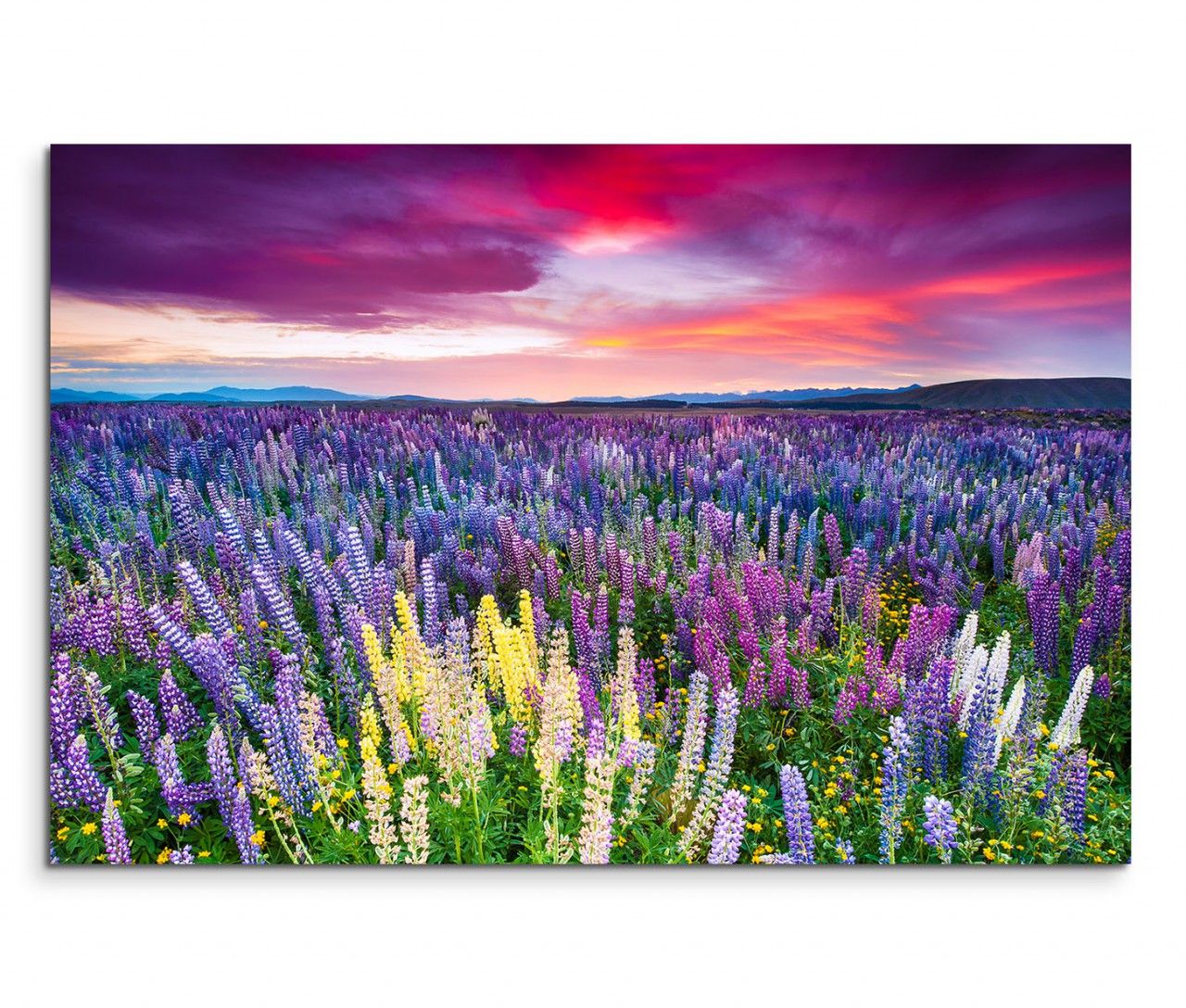 120x80cm Wandbild Blumenwiese Sonnenuntergang Wolkenschleier