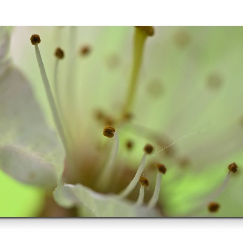 Nahaufnahme einer Kirschblüte – Leinwandbild