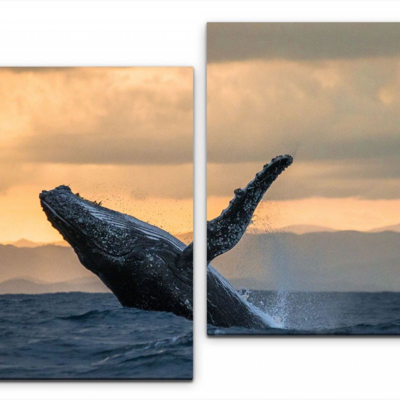 Waal im Meer Wandbild in verschiedenen Größen