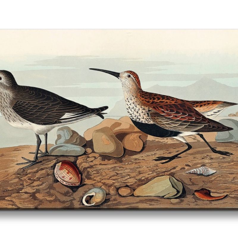 Remaster 120x60cm Kunstvolle Vintage Illustration von Vögel Exotisch Schön Natur Dekorativ