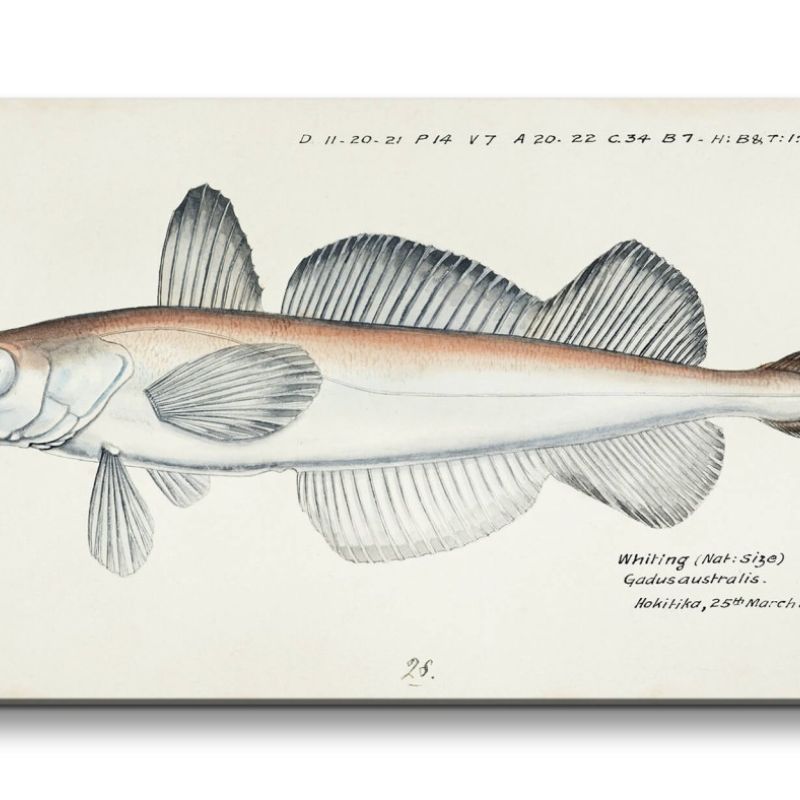 Remaster 120x60cm Alte Fisch Illustration Kunstvoll Dekor Forschung Evolution