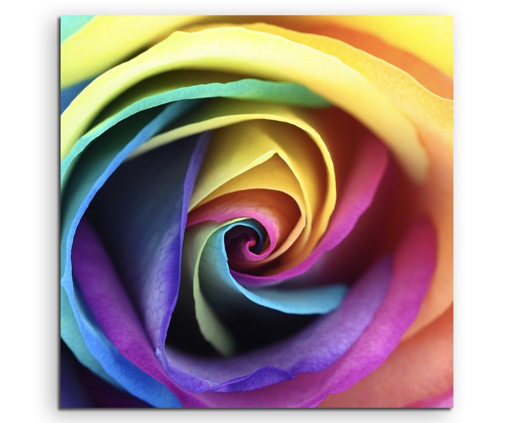 Naturfotografie –  Rose in Regenbogenfarben auf Leinwand