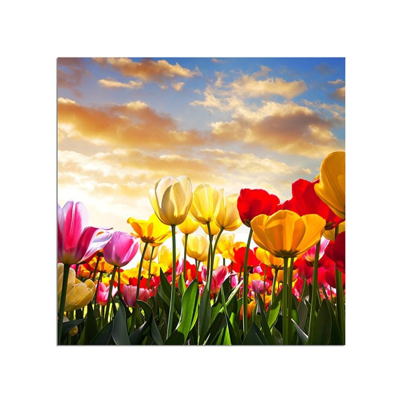 80x80cm Tulpen Landschaft Sonnenuntergang