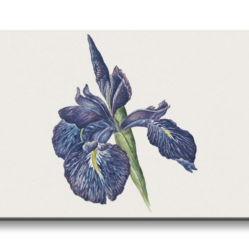 Remaster 120x60cm Jacobus Johannes wunderschönes Wandbild Iris Blume Blüte Schön