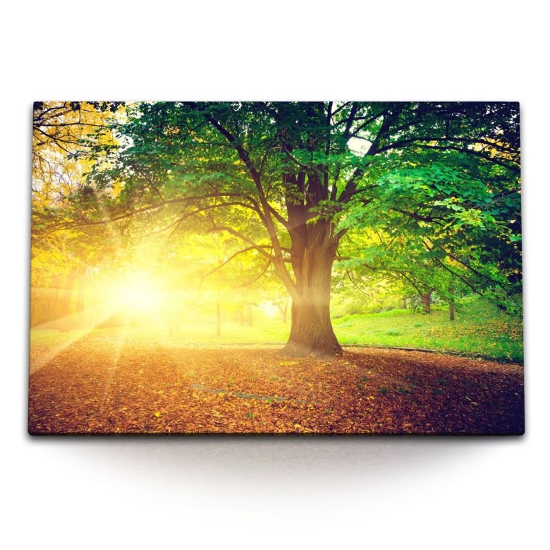 120x80cm Wandbild auf Leinwand Großer Baum Park Herbst Herbstblätter Sonnenstrahl