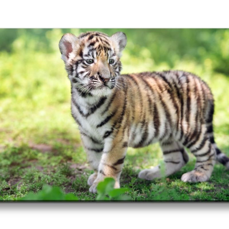 Leinwandbild 120x60cm Kleiner süßer Tiger Kätzchen Niedlich Katze