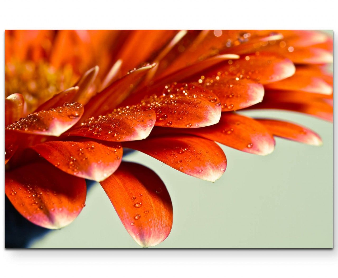 Makrofotografie  Gerberablüte mit kleinen Wassertropfen – Leinwandbild