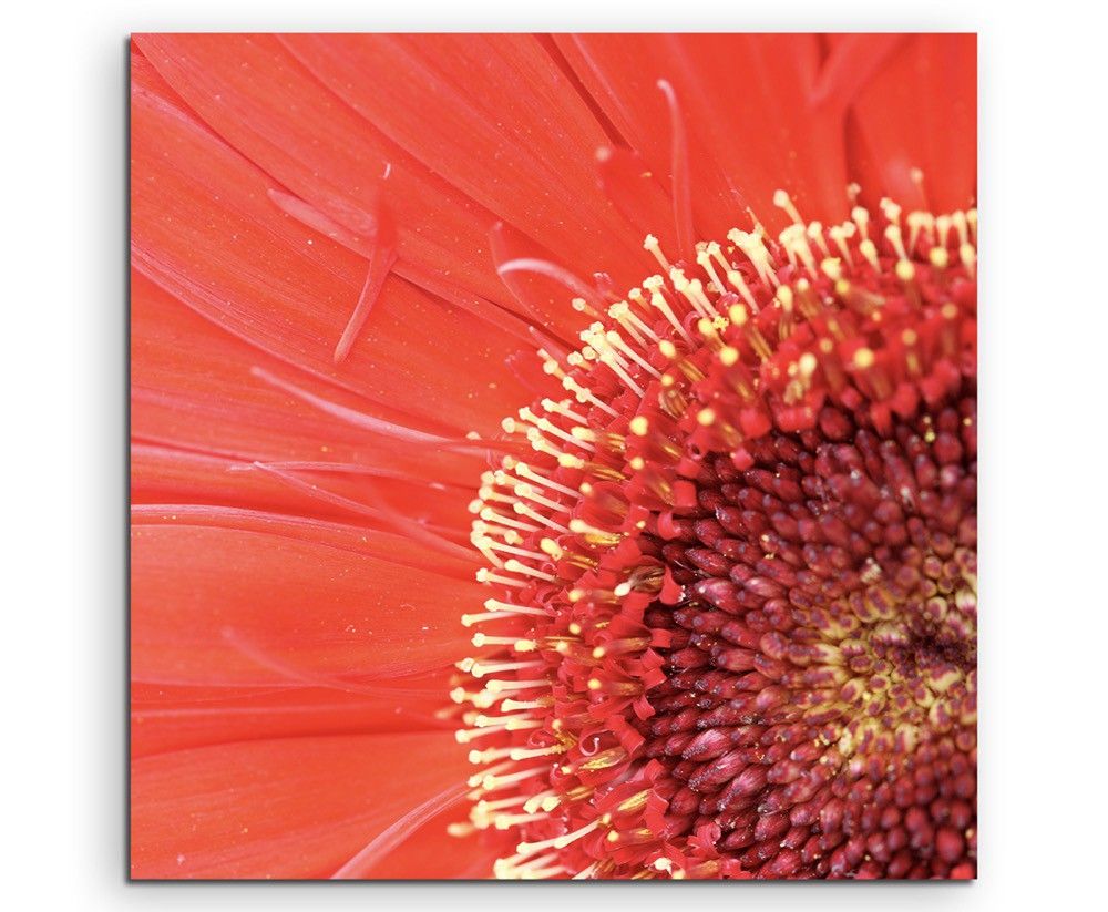 Naturfotografie –  Nahaufnahme einer roten Gerbera Pflanze auf Leinwand