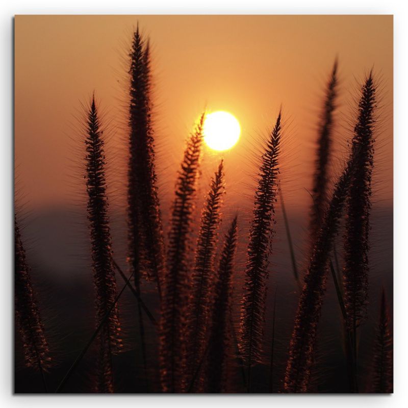 Naturfotografie –  Grashalme bei Sonnenaufgang auf Leinwand