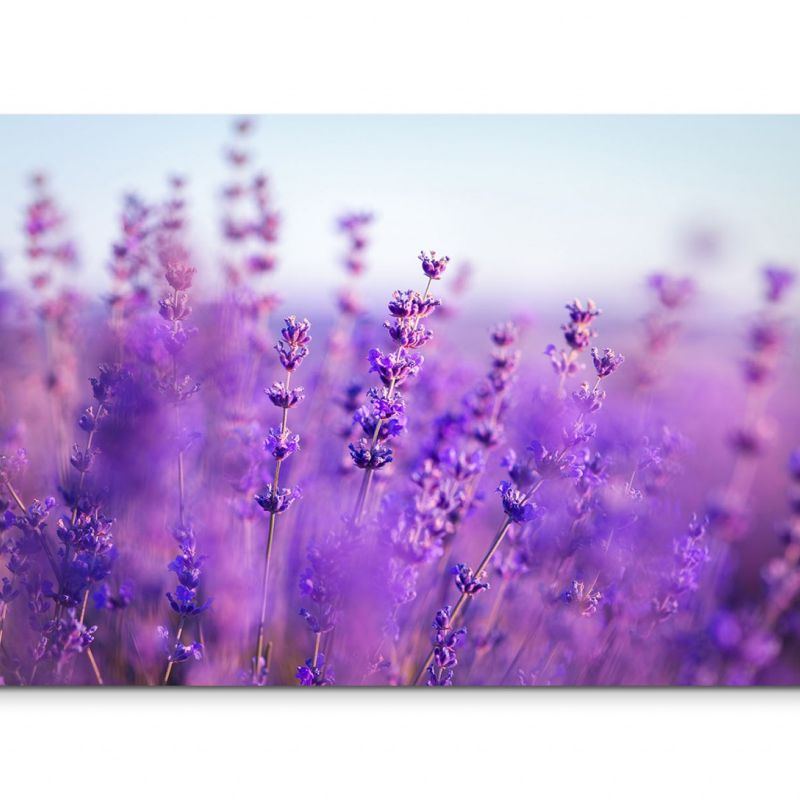 120x80cm Wandbild Provence Lavendelfeld Sommer