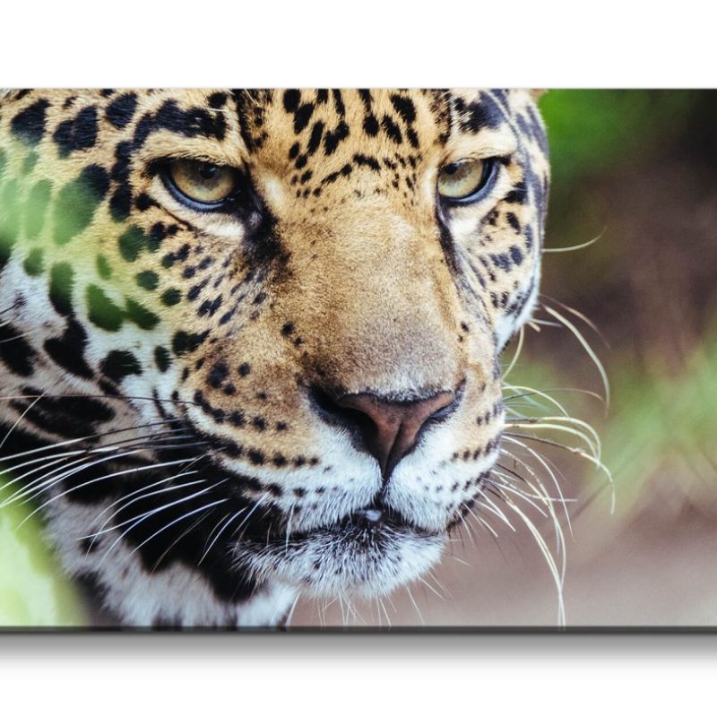 Leinwandbild 120x60cm Jaguar Raubkatze schönes Tier Katze Wild Dschungel