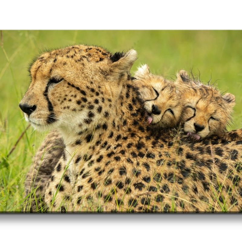 Leinwandbild 120x60cm Geparden Mama mit Babys Süß Afrika Wildnis Tierfotografie