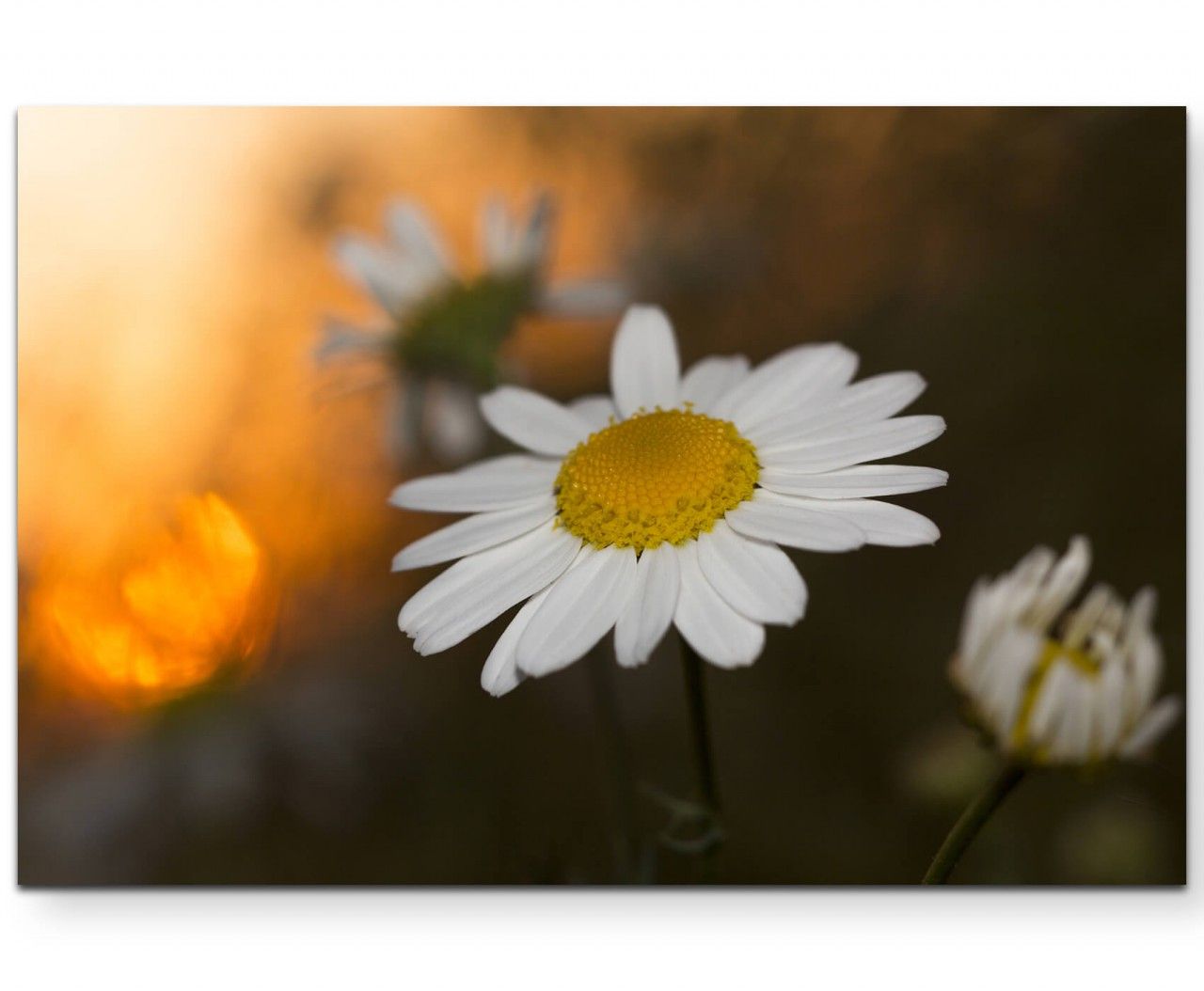 Kamillenblüte im Sonnenuntergang  – Leinwandbild