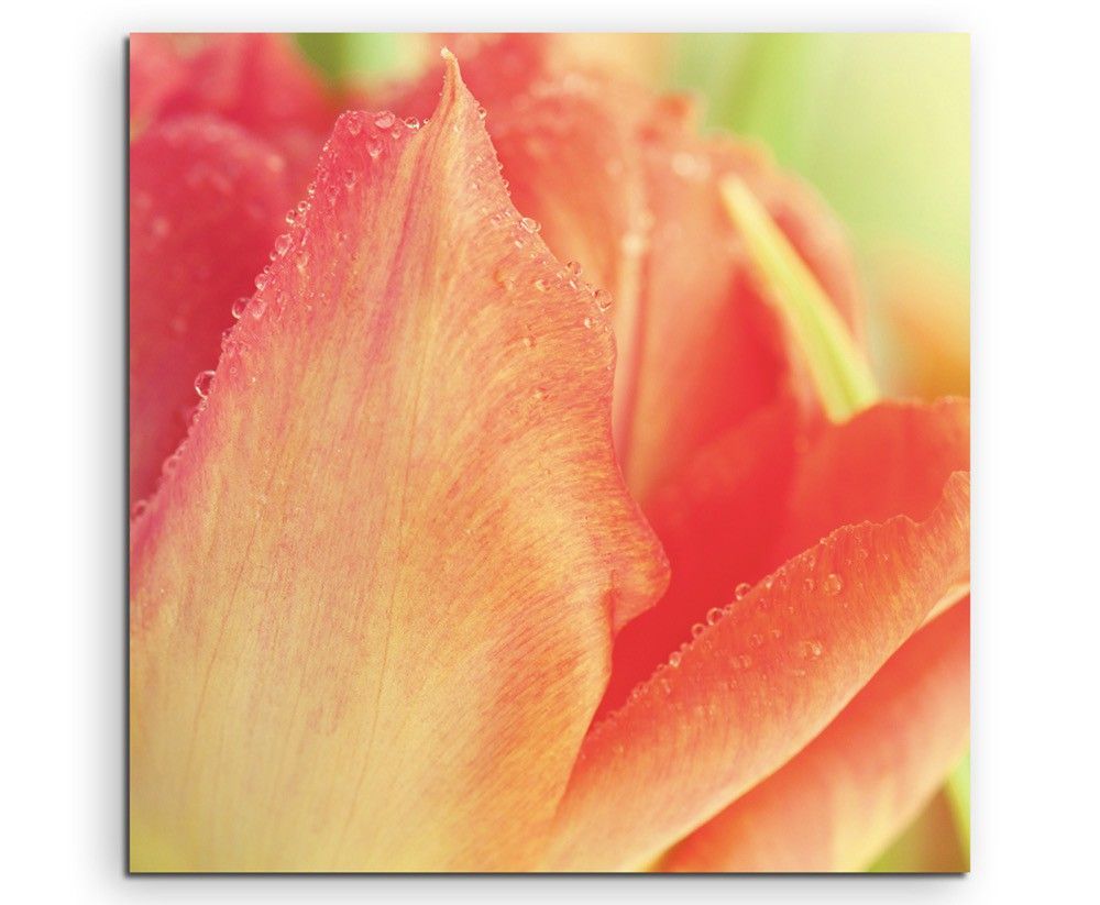 Naturfotografie –  Rot orange Tulpe auf Leinwand