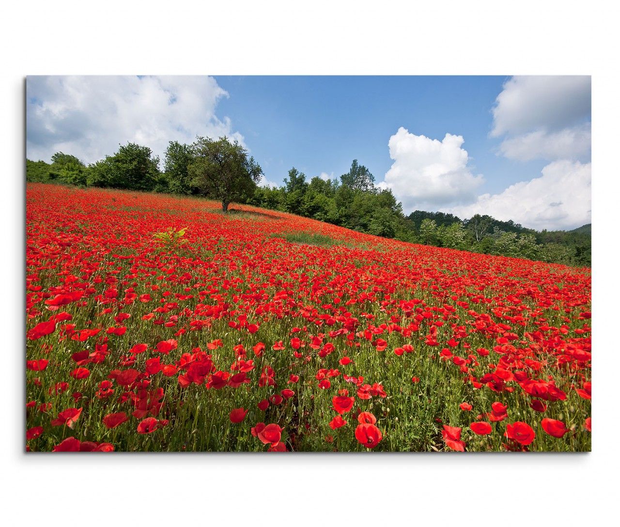 120x80cm Wandbild Mohnblumen Feld Bäume Sonne Himmel