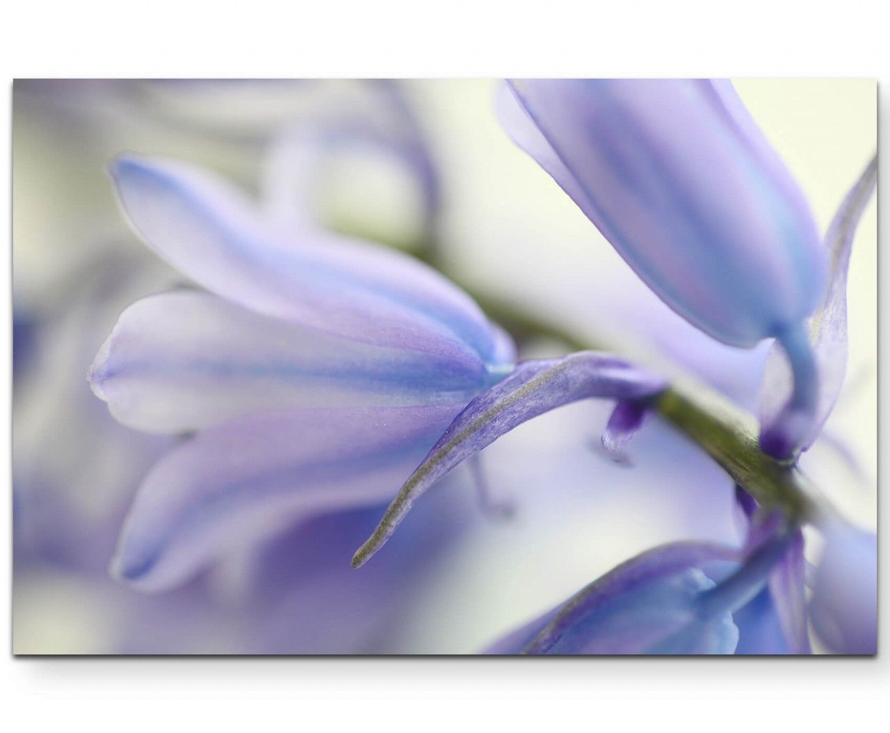 Hellblau-violette Blüte, soft – Leinwandbild