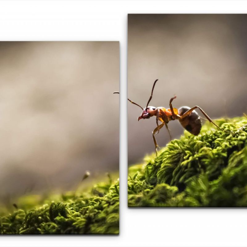 Wald mit Ameise Wandbild in verschiedenen Größen