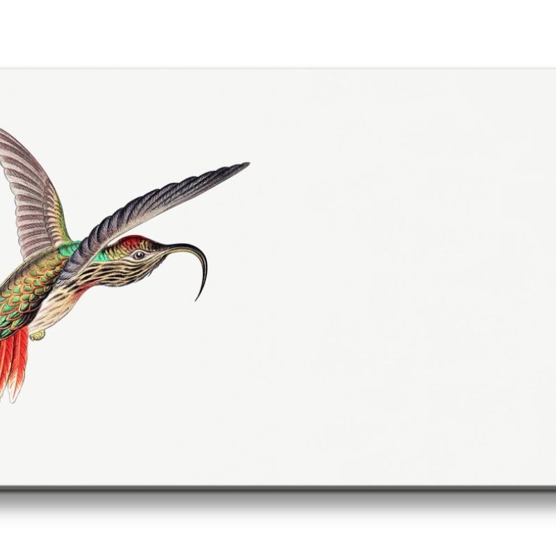 Remaster 120x60cm Kolibri Illustration exotischer Vogel Tropisch Kunstvoll Dekorativ