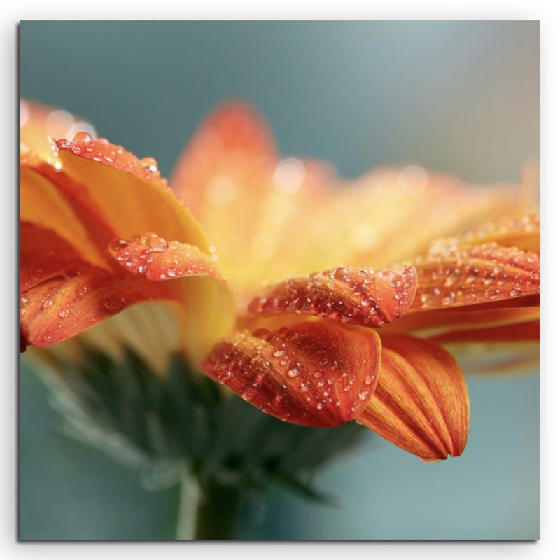 Naturfotografie –  Orange Blüte mit Tautropfen auf Leinwand