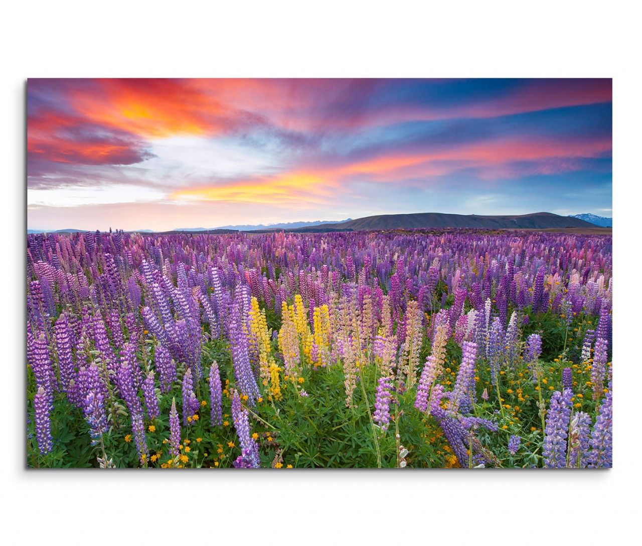 120x80cm Wandbild Sonnenuntergang Blumenwiese Sommer