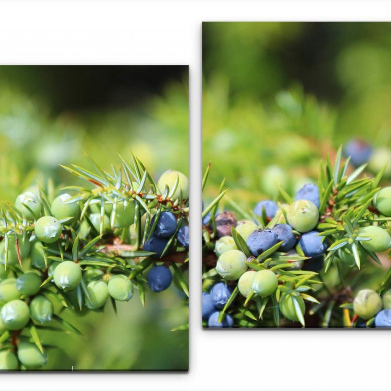 Wacholderbeeren Wandbild in verschiedenen Größen