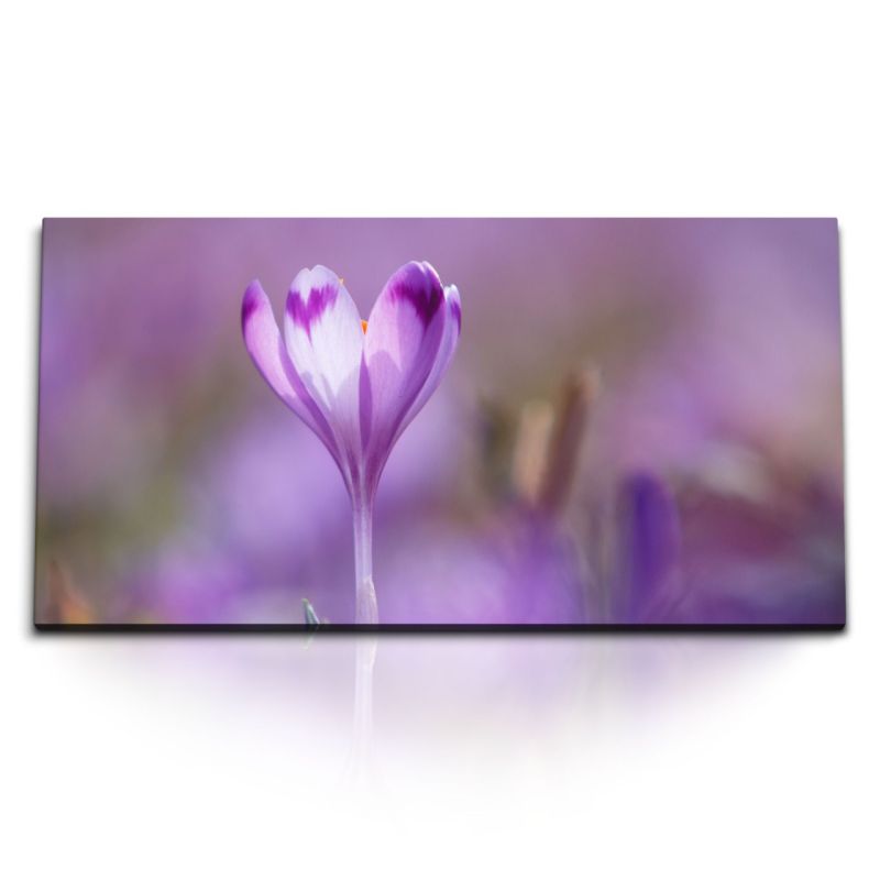 Kunstdruck Bilder 120x60cm Krokusse Blume Sonnenschein Natur Blüte