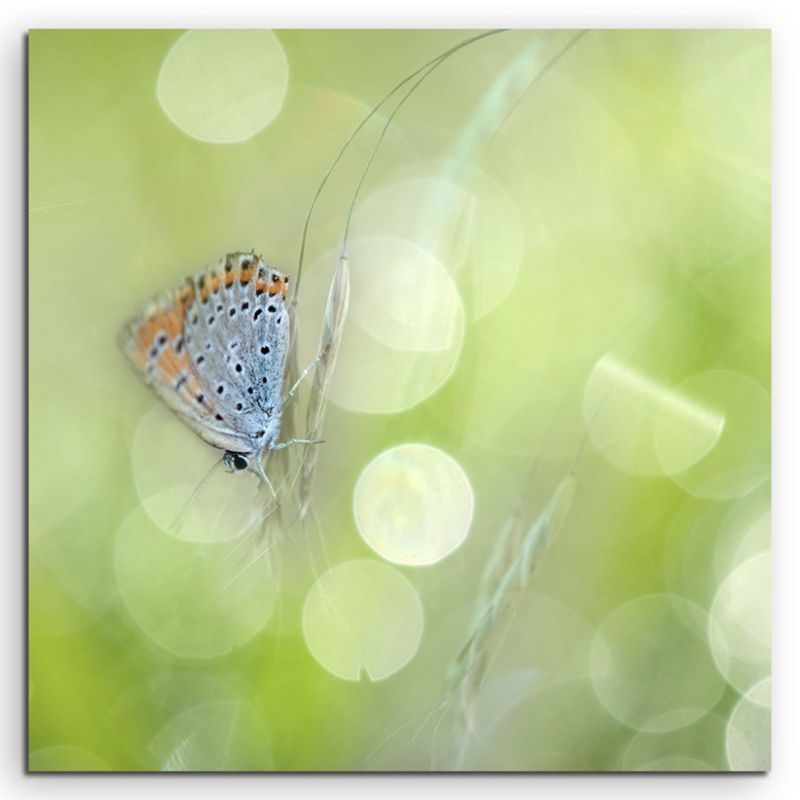 Naturfotografie –  Schmetterling mit Frühlingswiese auf Leinwand